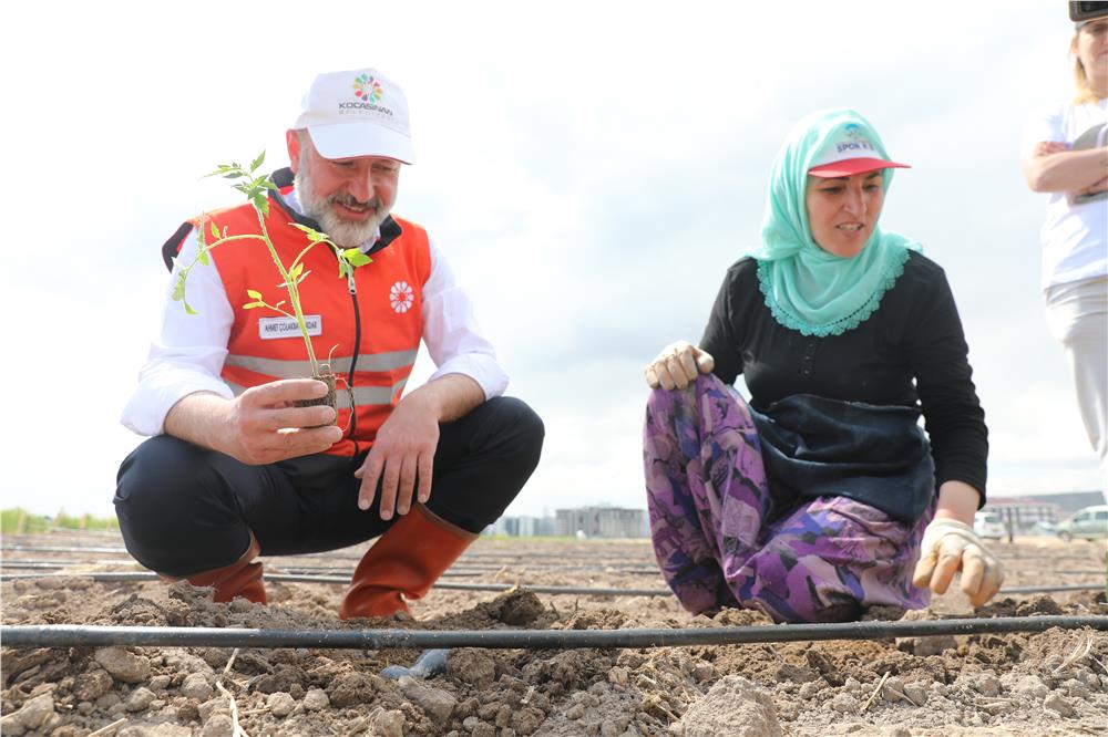 Kocasinan’da Türkiye’ye model olacak tarım projesinde hanımeli